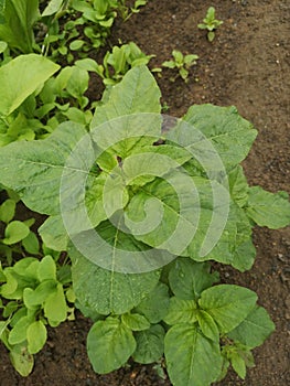 ChineseÃ¢â¬â¹ violetÃ¢â¬â¹ VegetablesÃ¢â¬â¹ photo